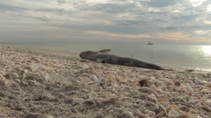 Red Tide Englewood