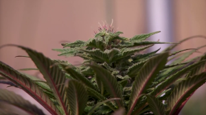 Sheriff's offices weigh in on Amendment 3