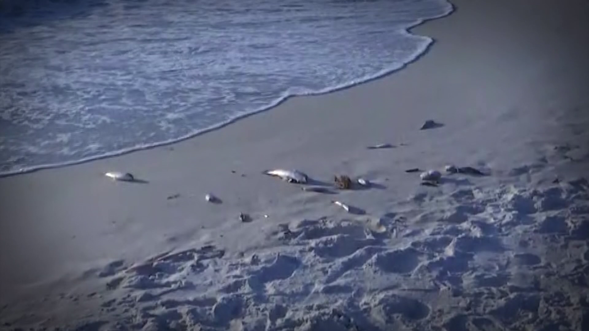 Red Tide concerns in Southwest Florida