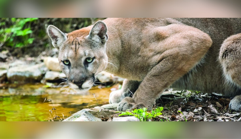 Florida panther