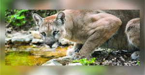 Florida panther