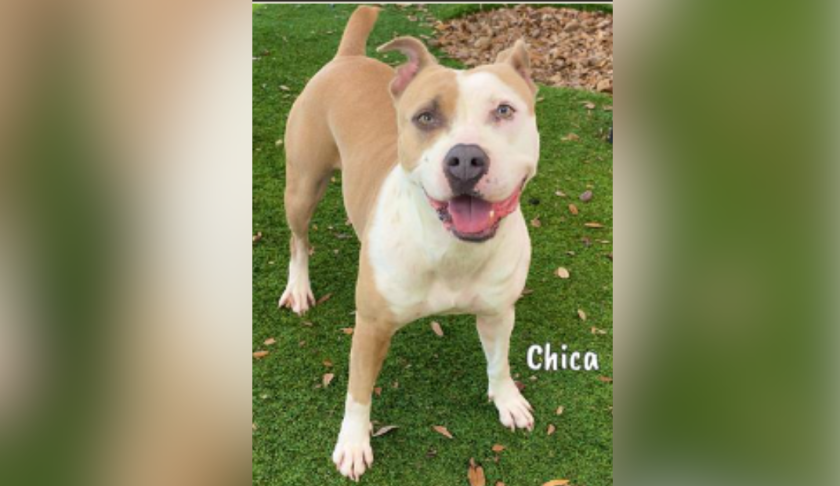 Chica, one of the adoptable dogs at the shelter. Credit: Lee County Animal Domestic Services