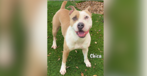 Chica, one of the adoptable dogs at the shelter. Credit: Lee County Animal Domestic Services