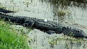 alligator