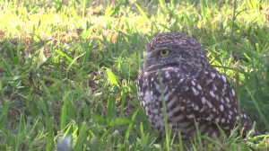 Social media influencer donates land for burrowing owls