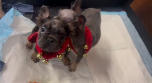 Frenchies auctioned off for benefit