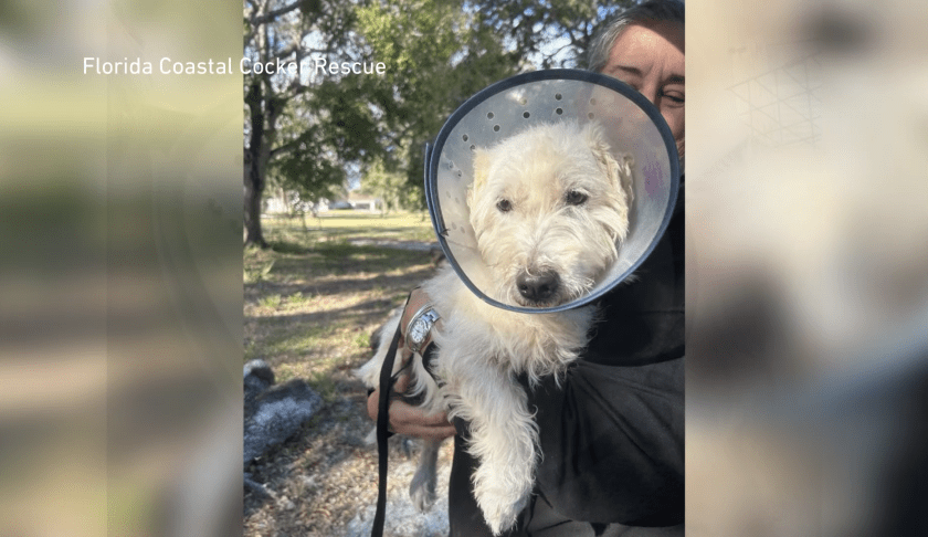 miniature Schnauzers saved