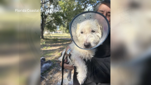 miniature Schnauzers saved