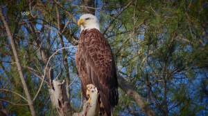 Bald eagle