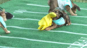 Puppy Bowl