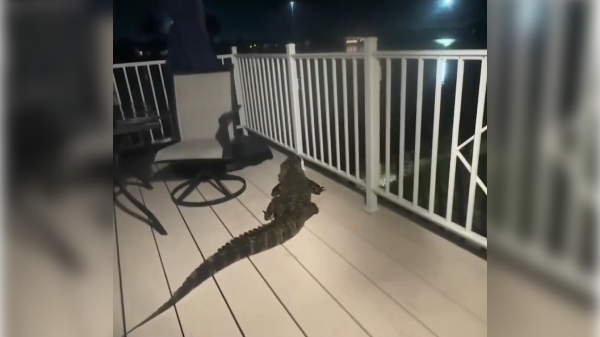 Gator stuck on Estero porch gives homeowner a wild surprise Sunday night