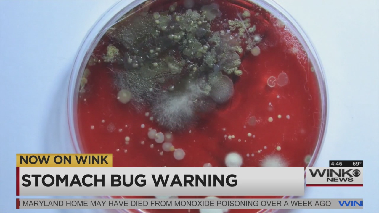 Cases of stomach bug shigella detected locally WINK News